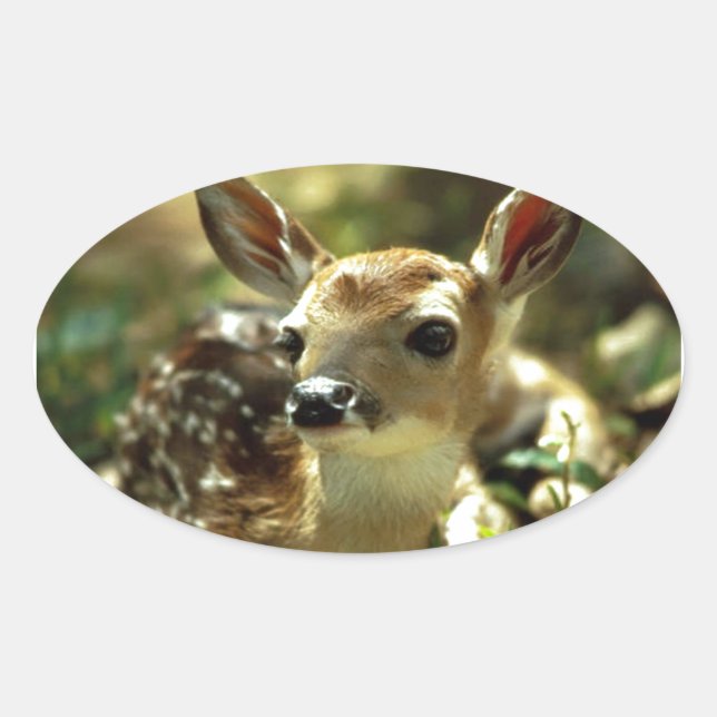 Baby Deer gifts Oval Sticker (Front)