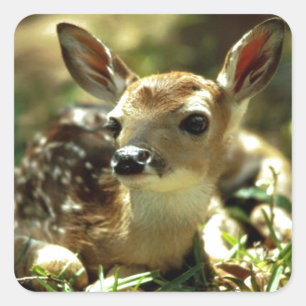 Baby Deer gifts Square Sticker