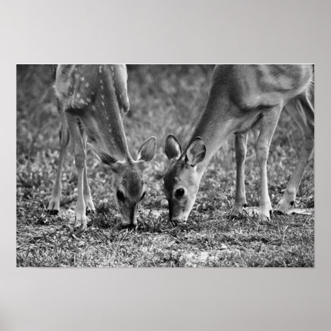Baby Deer Grazing Photographic Art Print (Front)