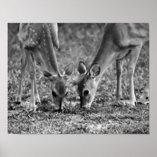 Baby Deer Grazing Photographic Art Print