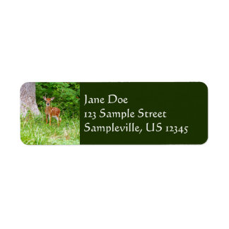 Baby Deer in the Woods Nature Photography
