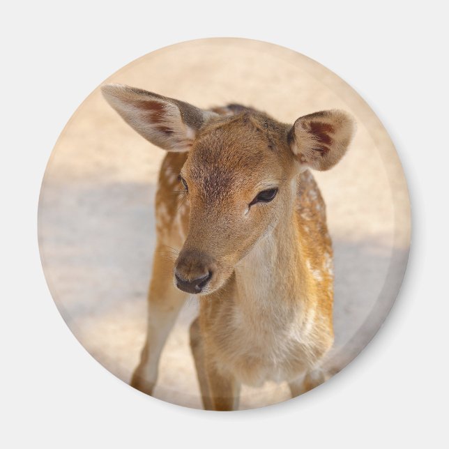 Baby Deer Magnet (Front)