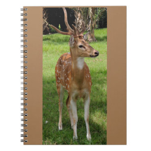 Baby deer notebook