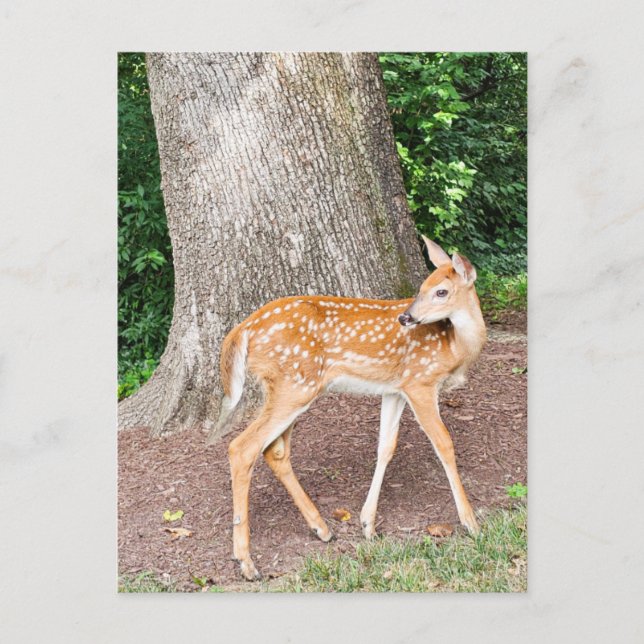 Baby deer postcard (Front)