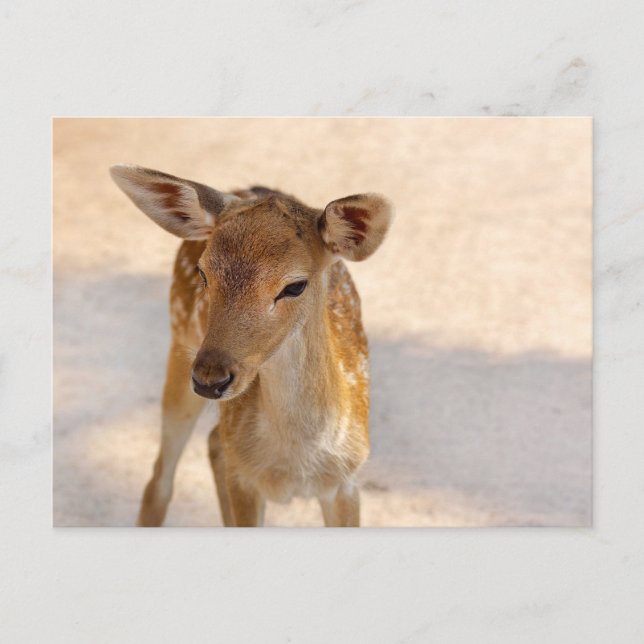 Baby Deer Postcard (Front)