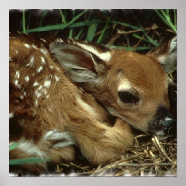 Baby Deer  Poster (Front)