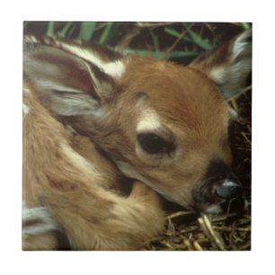 Baby Deer Tile