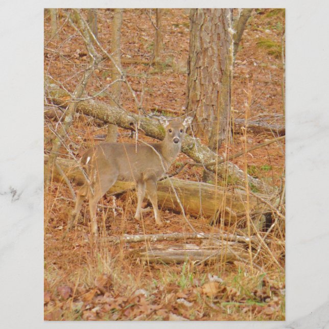 Baby Deer's First  winter (Front)