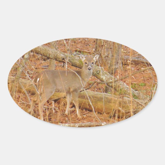 Baby Deer's First  winter Oval Sticker (Front)