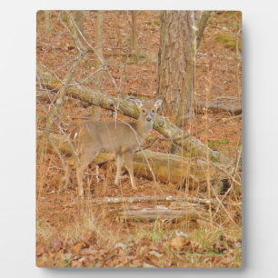 Baby Deer's First  winter Plaque