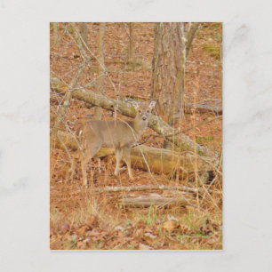 Baby Deer's First  winter Postcard