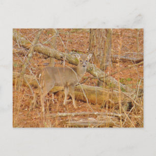 Baby Deer's First  winter Postcard
