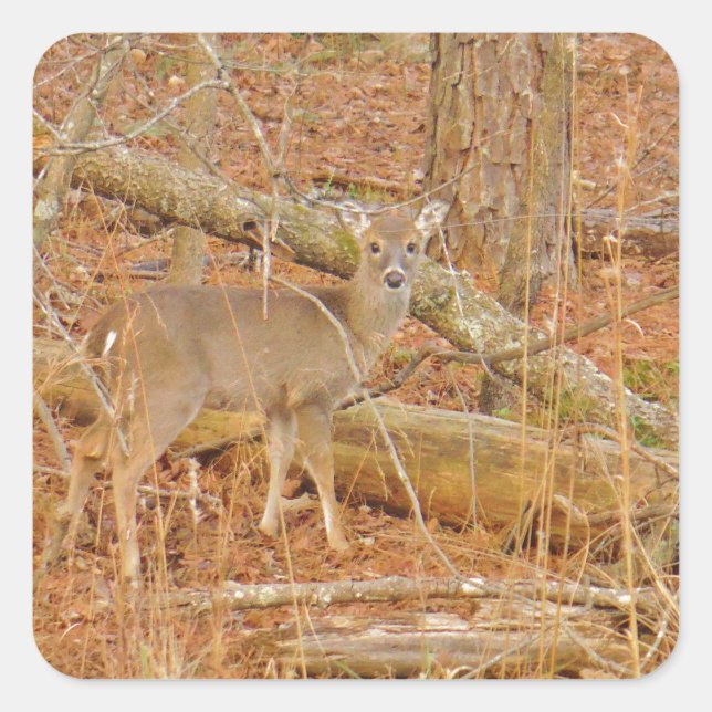 Baby Deer's First  winter Square Sticker (Front)