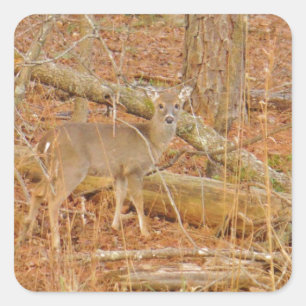 Baby Deer's First winter Square Sticker