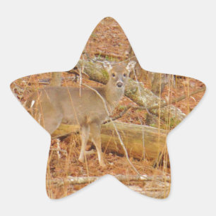 Baby Deer's First winter Star Sticker