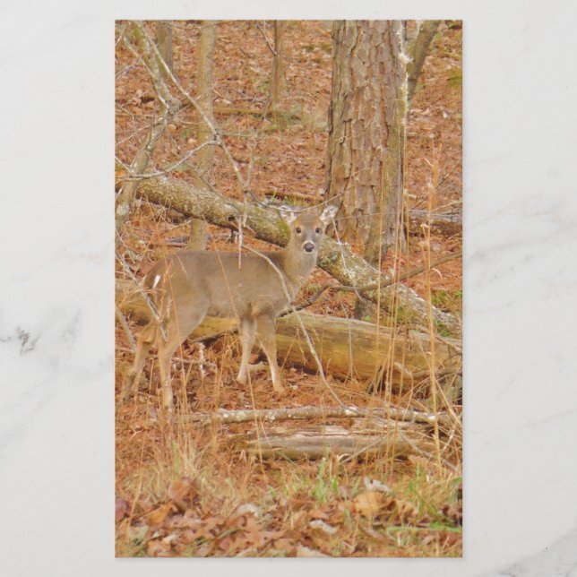 Baby Deer's First  winter Stationery (Front)