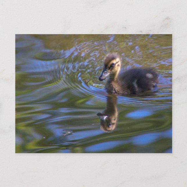 Baby Donald Postcard (Front)