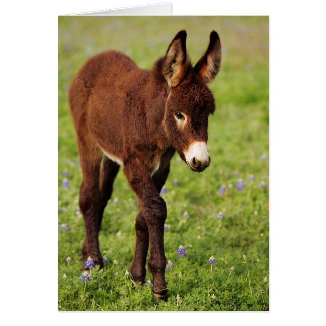 Baby Donkey in the Blue Bonnets (Front)