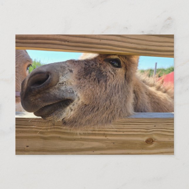 Baby donkey postcard (Front)