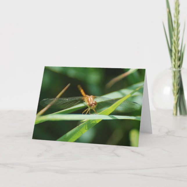 Baby Dragonfly Card (Front)