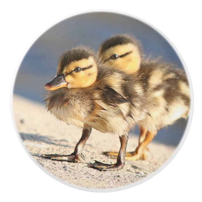 Baby Duck Duckling Birds Wildlife Animals Knob (Front)
