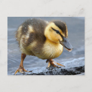 Baby Duck Postcard