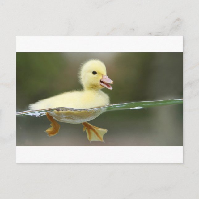 baby duck swimming cute postcard (Front)