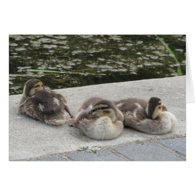 Baby Ducks (Front Horizontal)