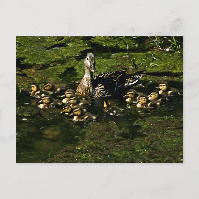 Baby Ducks 2 Postcard (Front)