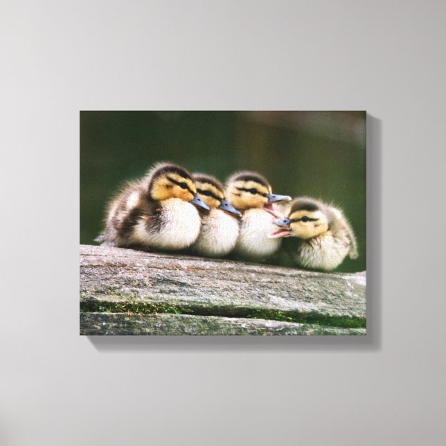 Baby Ducks Canvas Print (Front)