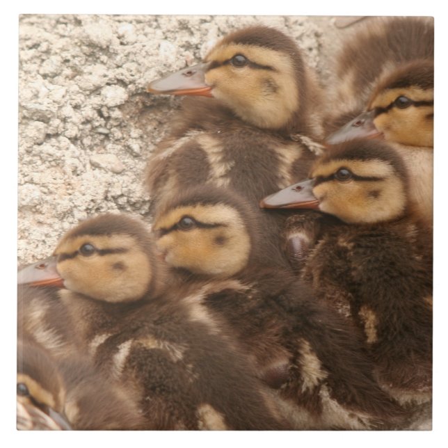 Baby Ducks Ducklings Mallard Birds Wildlife Tile (Front)