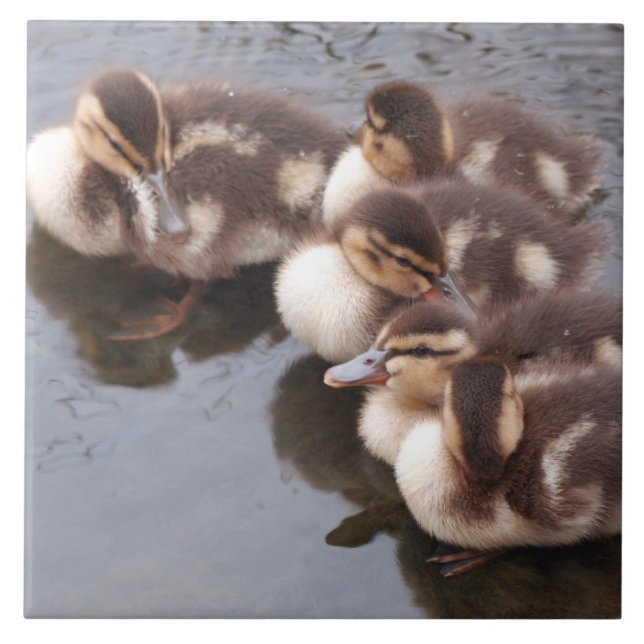 Baby Ducks Ducklings Mallard Birds Wildlife Tile (Front)