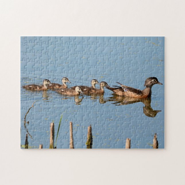 Baby Ducks in a row following Mom Jigsaw Puzzle (Horizontal)