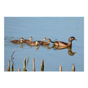 Baby Ducks in a row following mum Photo Print