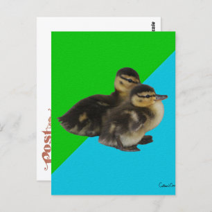 Baby Ducks on Grass Green and Sky Blue Postcard