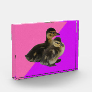 Baby Ducks on Pink Raspberry and Purple Sorbet Photo Block