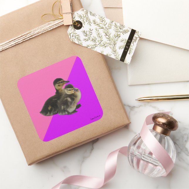 Baby Ducks on Pink Raspberry and Purple Sorbet Square Sticker (Gifting)