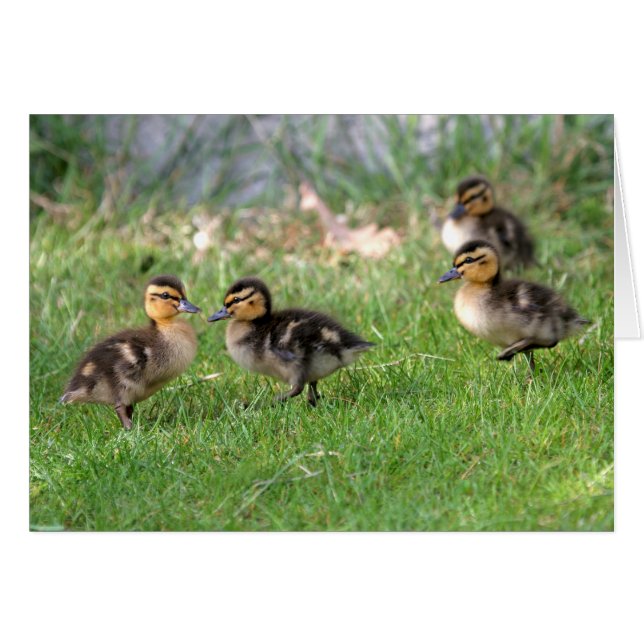Baby Ducks Photo (Front Horizontal)