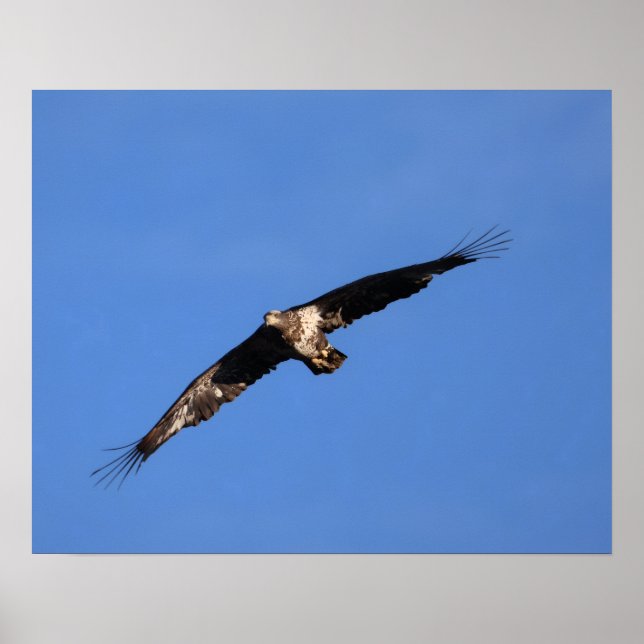 Baby Eagle of South Jersey! Poster (Front)