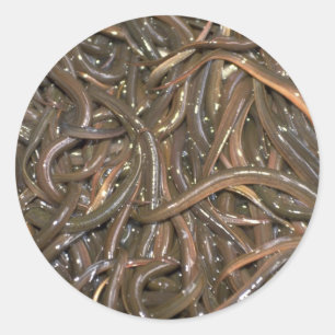 Baby eels classic round sticker