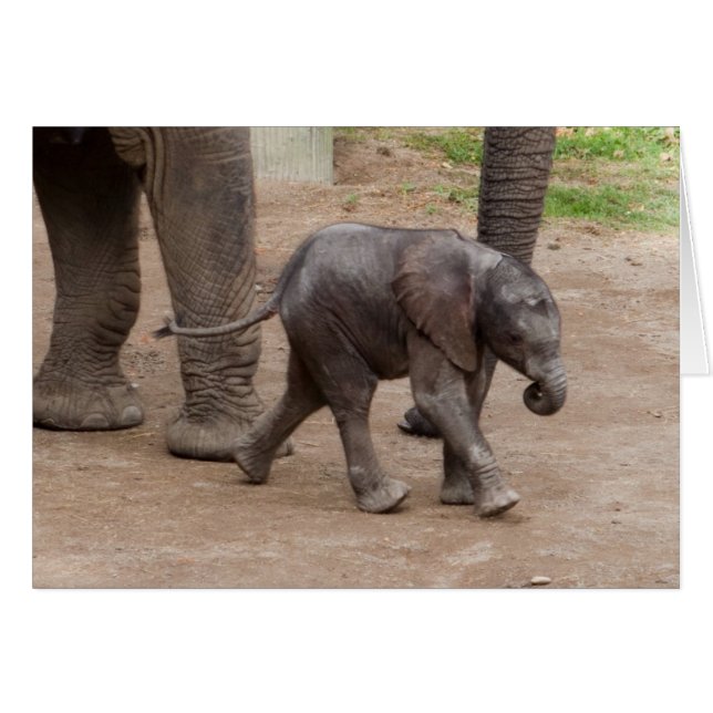 Baby Elephant (Front Horizontal)