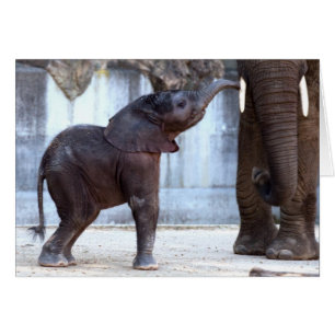 Baby Elephant