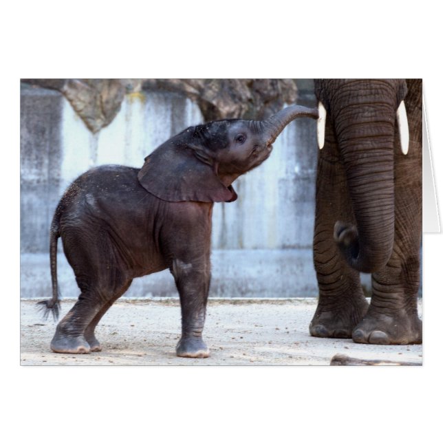 Baby Elephant (Front Horizontal)