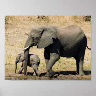 Baby Elephant And Mother Poster