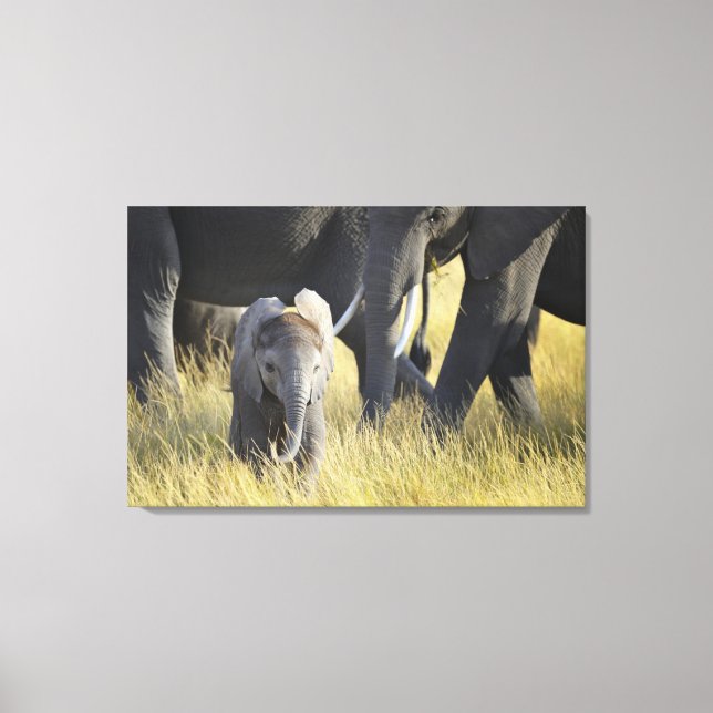 Baby Elephant Canvas Print (Front)