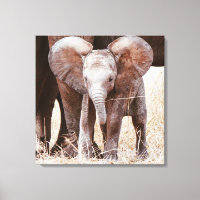 Baby Elephant Cute African Elephant with Mum