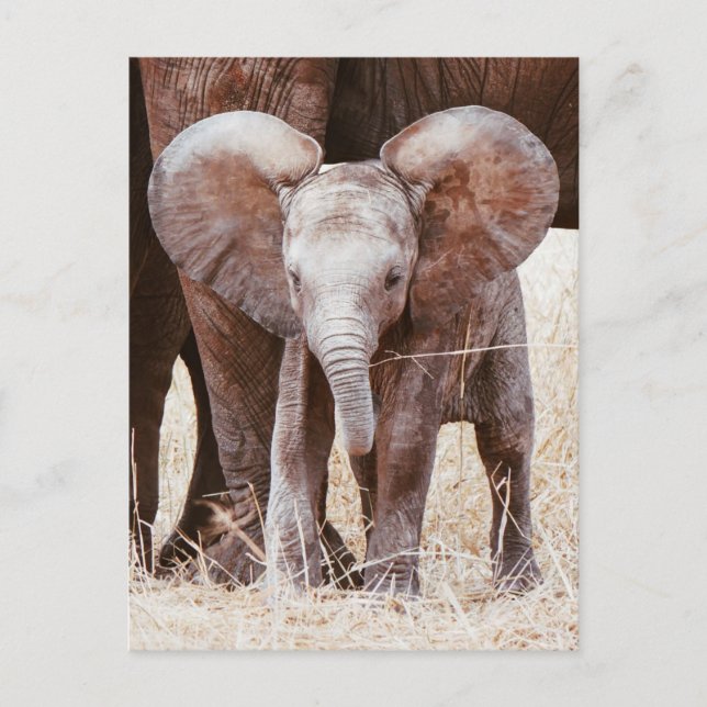 Baby Elephant Cute African Elephant with Mum Postcard (Front)