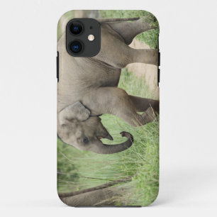 Baby Elephant following the mother,Corbett iPhone 11 Case