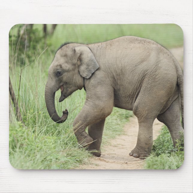 Baby Elephant following the mother,Corbett Mouse Mat (Front)
