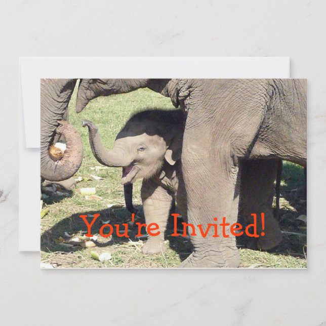 Baby Elephant Invitations Template (Front)